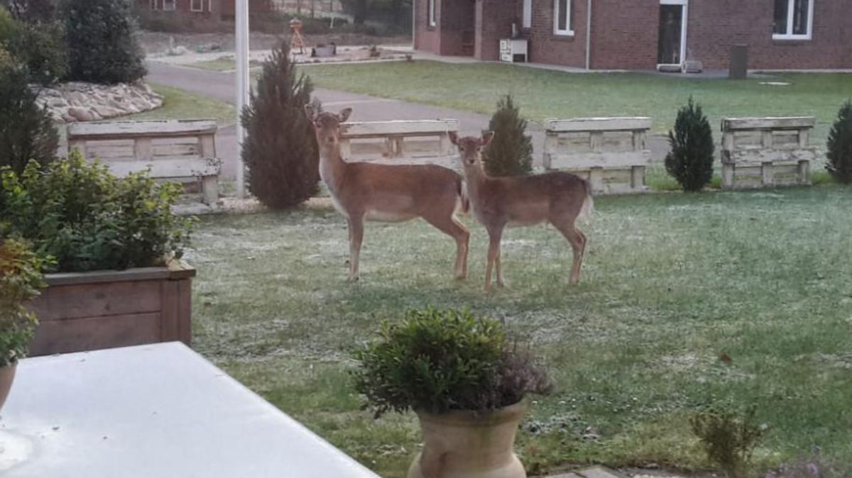 Armstorf Anwohner Haben Rehe Im Garten Zu Gast Cnv Medien