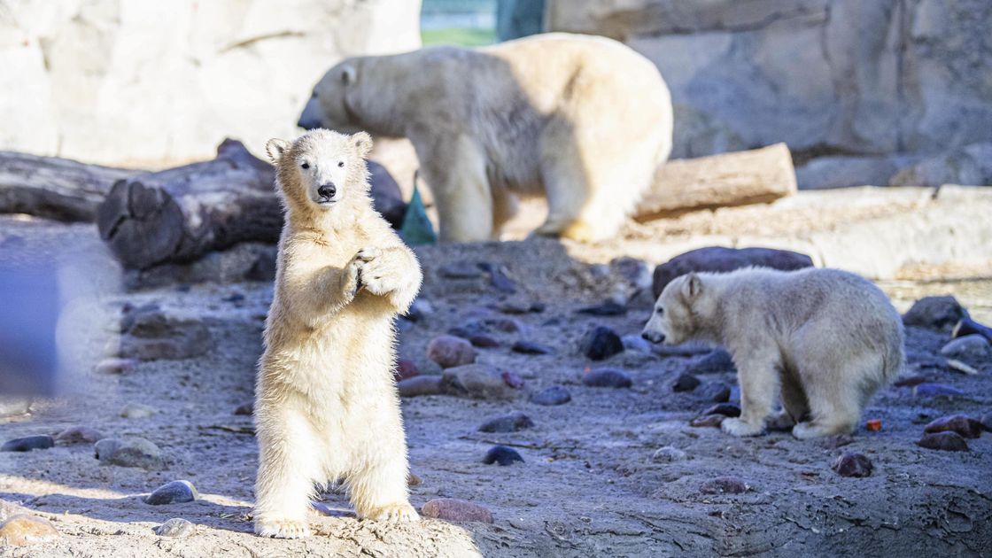 Zoo Am Meer Bremerhaven Eisbaren Madchen Anna Und Elsa Sind Die Stars Cnv Medien