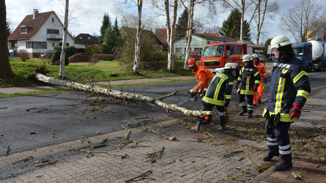 Straße versperrt Birke kippt auf B 73 in Hemmoor CNV Medien