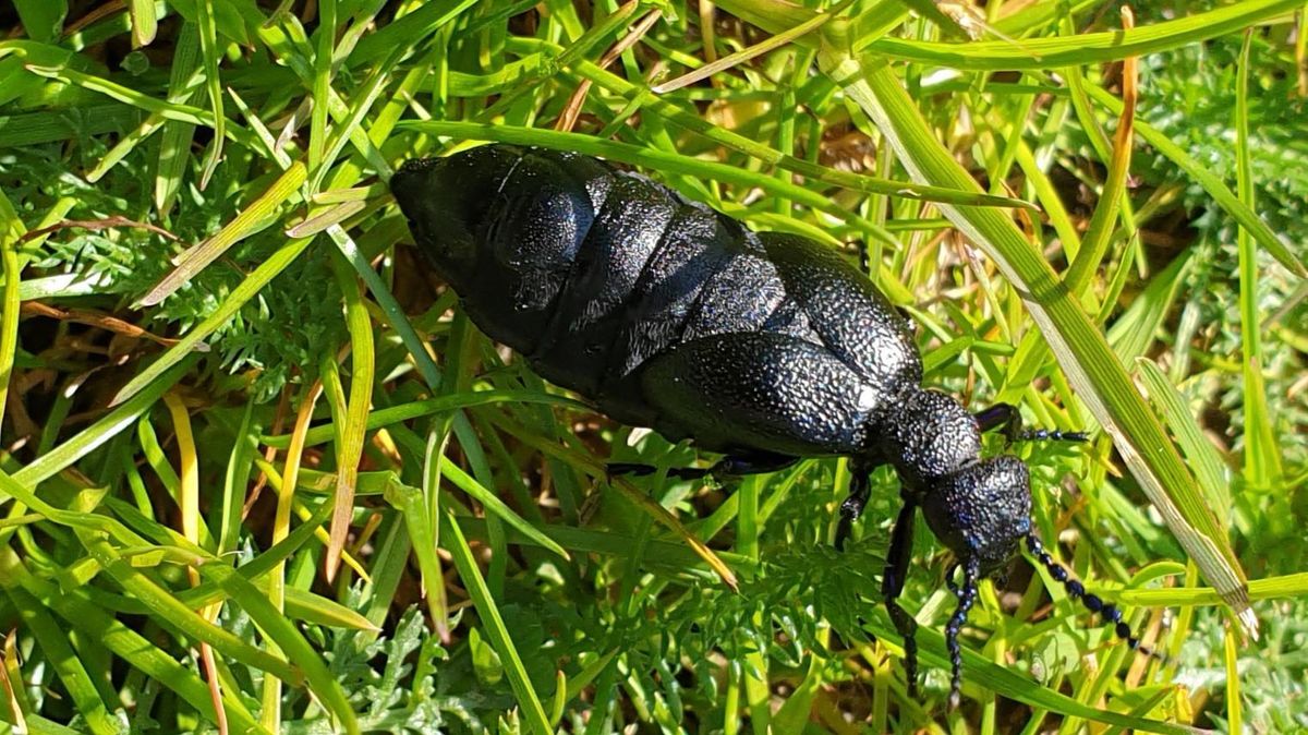 Liebestränke und Giftmorde Schwarzblauer Ölkäfer auch im