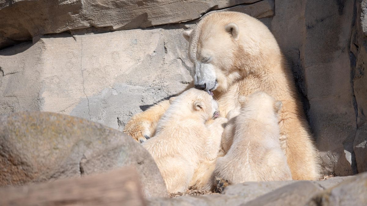 Bremerhaven Zoo Besucher Sehen Erstmals Den Eisbaren Nachwuchs Cnv Medien