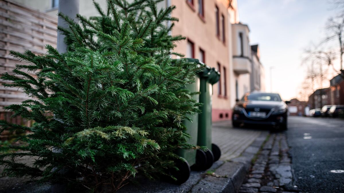 TannenbaumAbholung im Kreis Cuxhaven Alle Termine im Überblick CNV