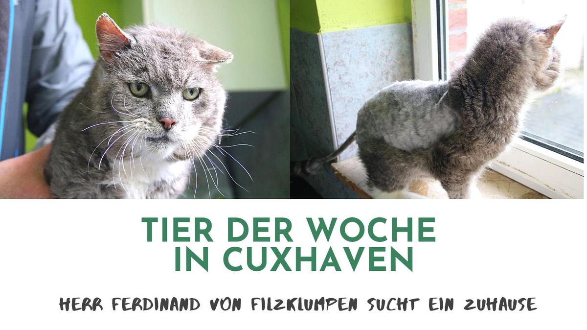 Tier der Woche in Cuxhaven Vom Filzklumpen zum schicken Kater CNV Medien